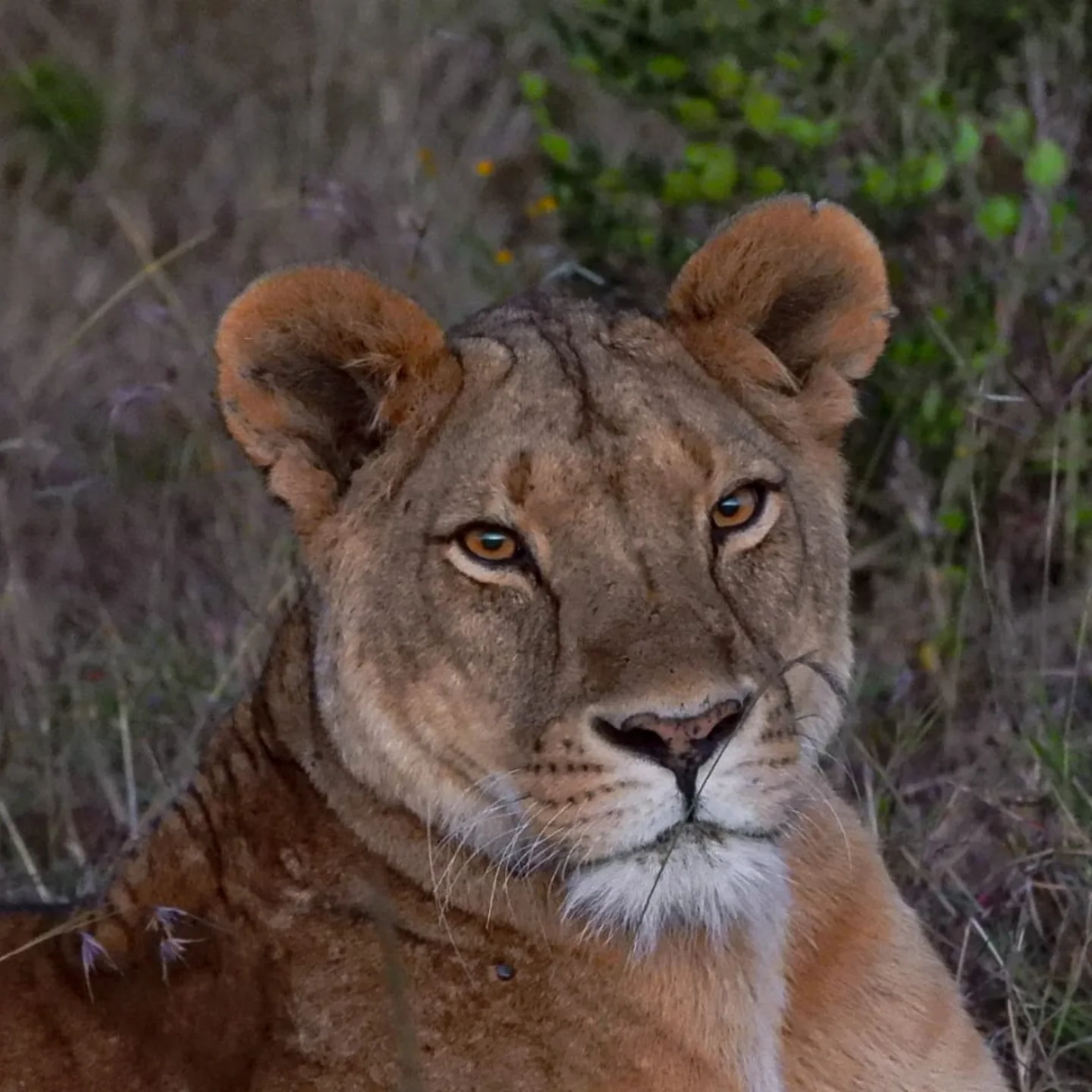 Maasai Mara — wildebeest migration across the savannah